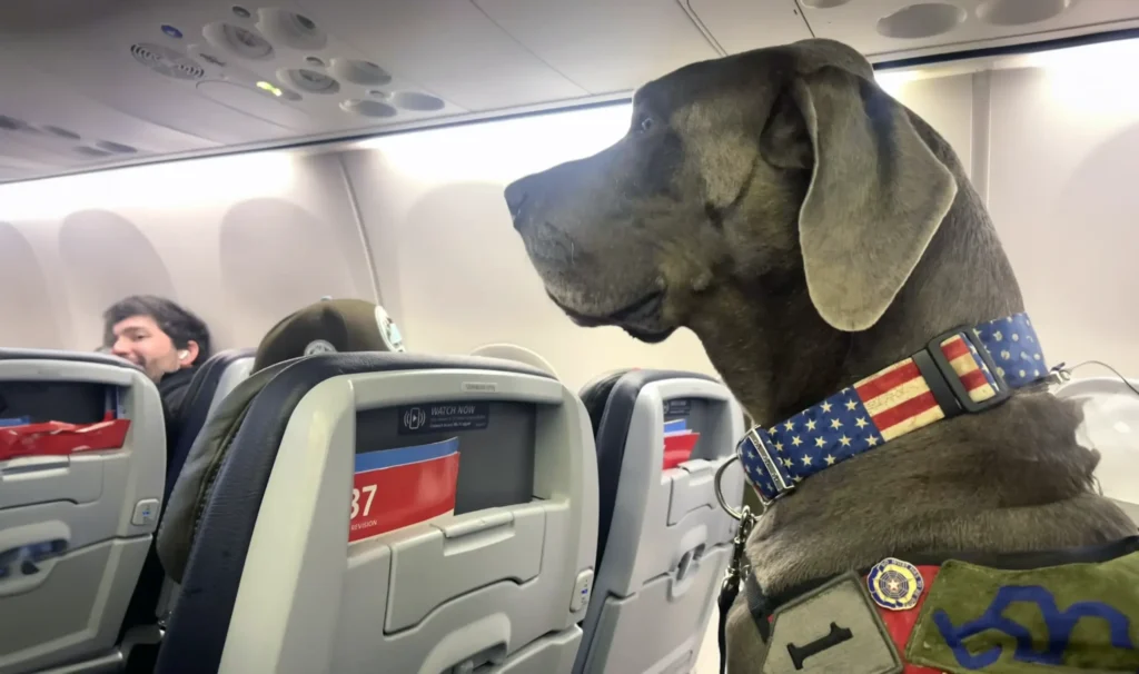 Dog Steals the Show During Safety Briefing