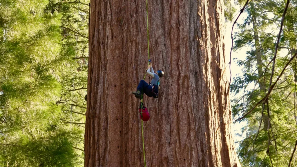 Scaling the General: World's Largest Tree Examined for Emerging Threat