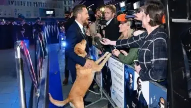 Tom Hardy Champions Dog Adoption, Brings Rescue Pup to Movie Premiere