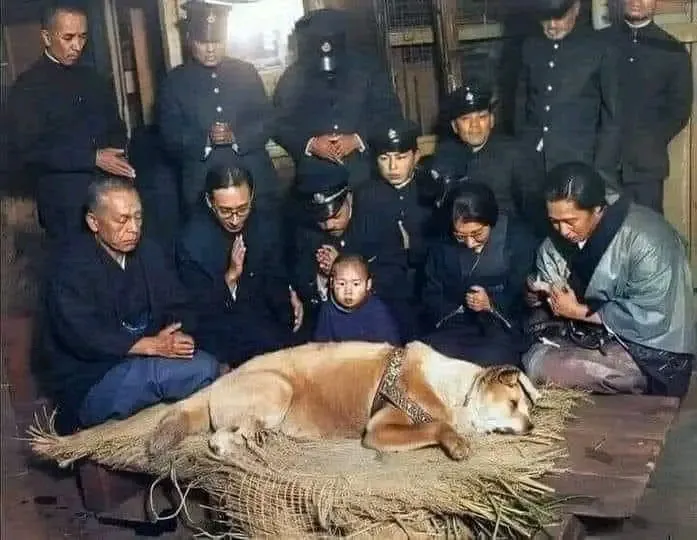 The last known image of Hachiko, taken on March 8, 1935, a poignant reminder of his unwavering loyalty